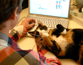 sevenponds, graphic designer, chip hultin, cute cat, lolcats, texana, suzette sherman, san francisco